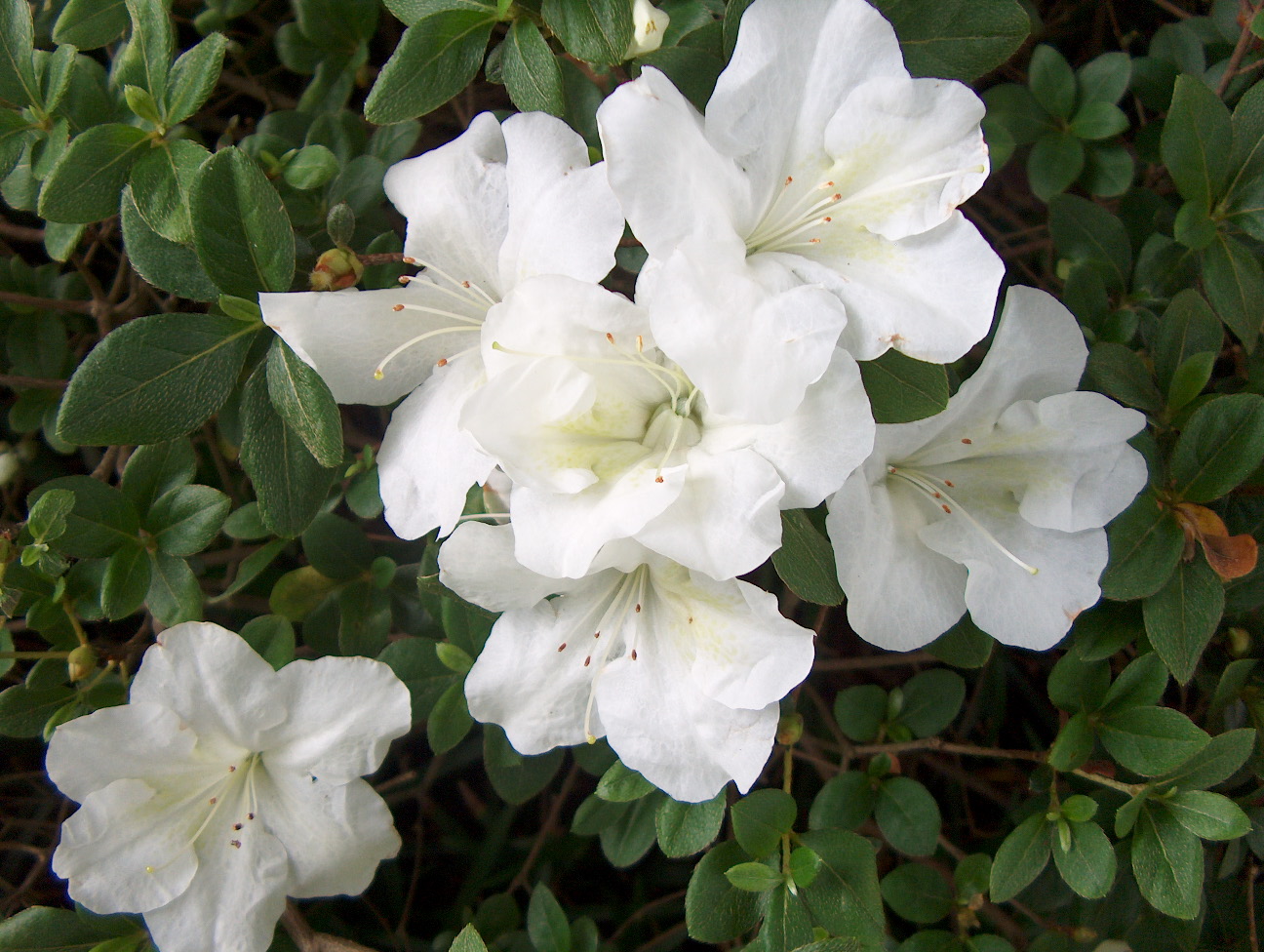 Online Plant Guide Rhododendron 'Dorothy Rees' / Dorothy Rees Azalea